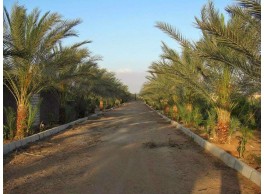 للبيع مزرعتين متلاصقة كل مزرعة بصك اكتروني بالمليليح بالضعوة 