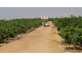 مزرعة للبيع في حي مزارع حمادة مليح الشماليه