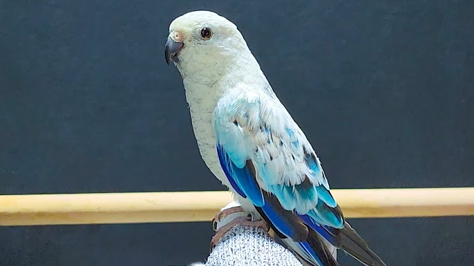 حساب&nbsp;تجريبي