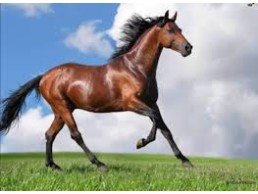لعشاق اصايل الخيول العربية مهر عربي بجميع الأوراق ابن نظام الريان ابن بطل العالم العديد الشقب مباشرة