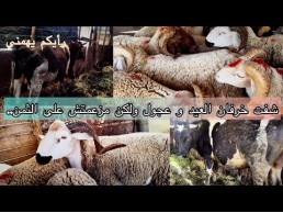 اضاحي العيد من ابقار وجاموس وخرفان بسعر التكلفةمزارع الشركة العالمية للانتاج الحيواني وتجارة المواشي