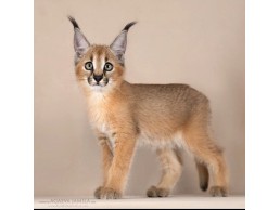 صباح الخير و مرحبا. لدينا للبيع صغار السيرفال - Leptailurus serval (سيرفال أفريقي / سافانا سيرفال).