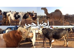 اضاحي شرعيه بقر ، عزب ، جاموس مصر القاهرة